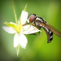 /album/fincatsbd/photolia-a02-jpg/