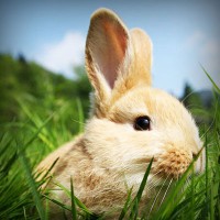 /album/fincatsbd/photolia-a03-jpg/