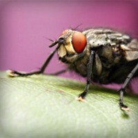 /album/fincatsbd/photolia-a08-jpg/